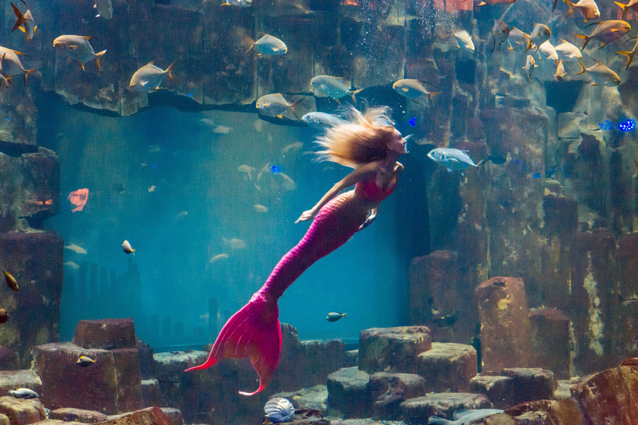 Eine Meerjungfrau im Aquarium von Paris.