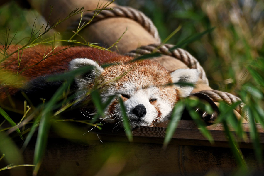 Zoo in jardin des plantes