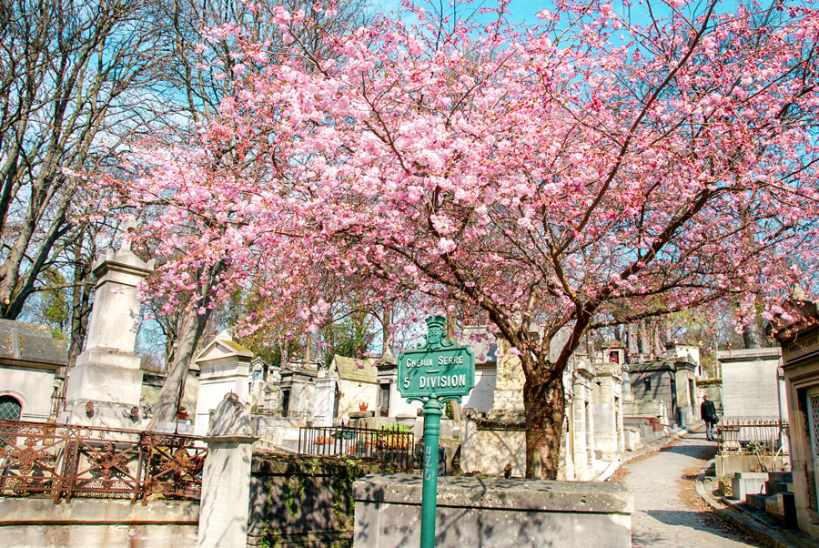 Kirschblüten auf dem Friedhof Père Lachaise in Paris